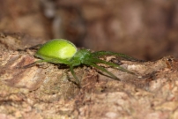 Micrommate de Ligurie. Une femelle (Araneae - Sparassidae - Micrommata ligurina)